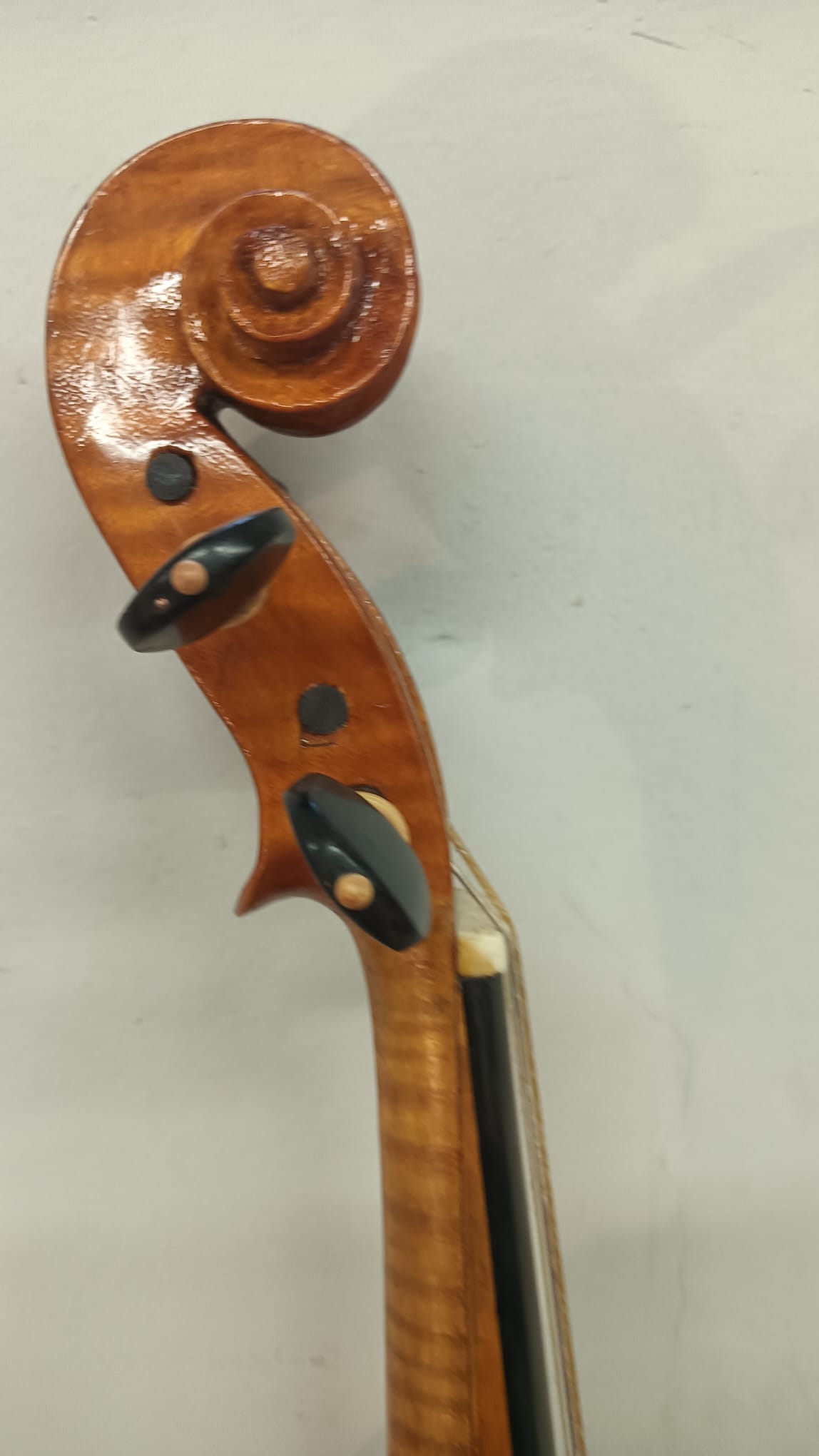 2025:1- Maggiora M. - Viola da gamba basso - immagine 2